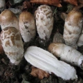 Slika Coprinus comatus