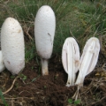 Slika Coprinus comatus