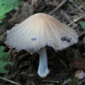 Slika Coprinus domesticus