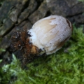 Slika Coprinus domesticus