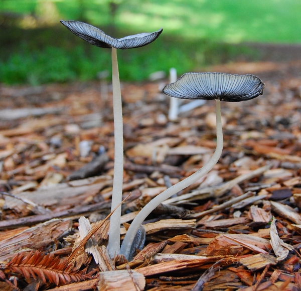 Slika Coprinus lagopus