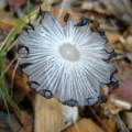 Slika Coprinus lagopus