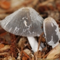 Slika Coprinus lagopus