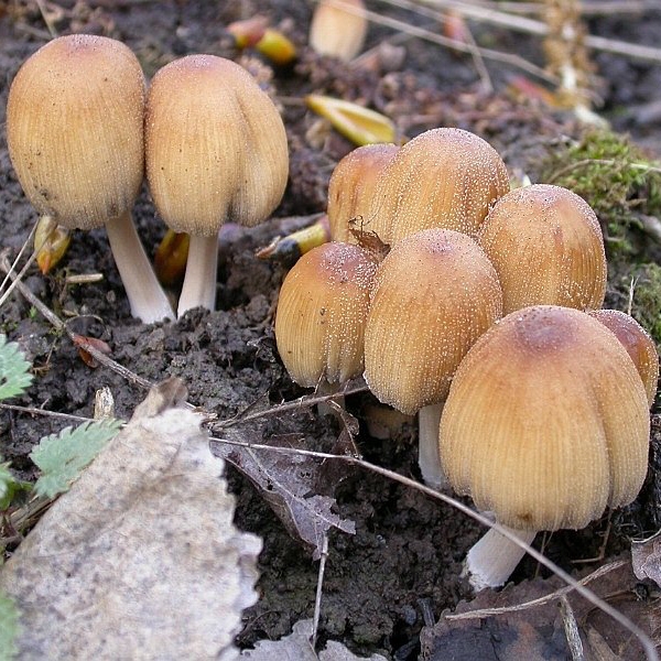 Slika Coprinus micaceus