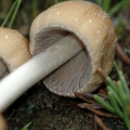 Slika Coprinus micaceus