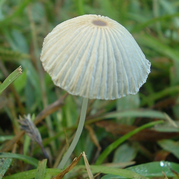 Slika Coprinus plicatilis