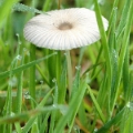 Slika Coprinus plicatilis