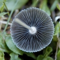 Slika Coprinus plicatilis