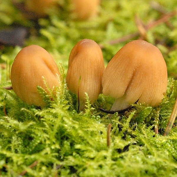 Slika Coprinus silvaticus