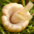 Slika Coprinus silvaticus