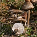 Slika Coprinus silvaticus