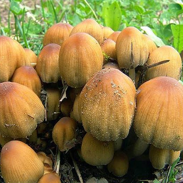 Slika Coprinus truncorum
