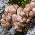 Slika Coprinus truncorum