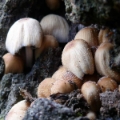 Slika Coprinus truncorum