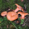 Slika Lactarius  salmonicolor