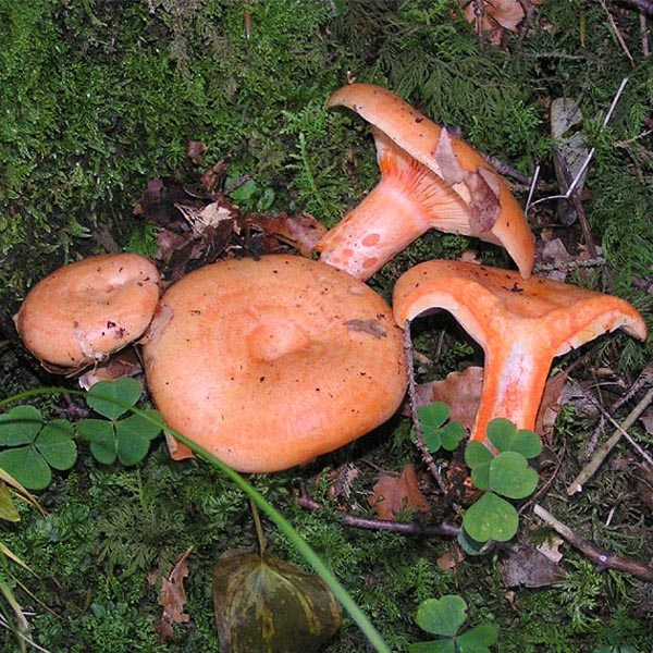 Slika Lactarius  salmonicolor