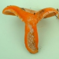Slika Lactarius  salmonicolor