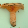 Slika Lactarius  salmonicolor