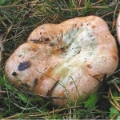 Slika Lactarius  sanguifluus
