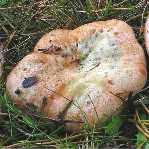 Slika Lactarius  sanguifluus