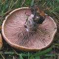 Slika Lactarius  sanguifluus