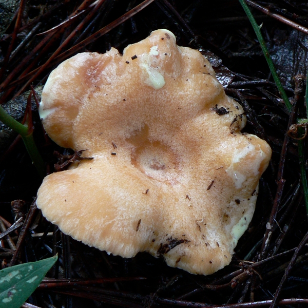 Slika Lactarius chrysorrheus