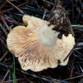 Slika Lactarius chrysorrheus
