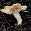 Slika Lactarius chrysorrheus