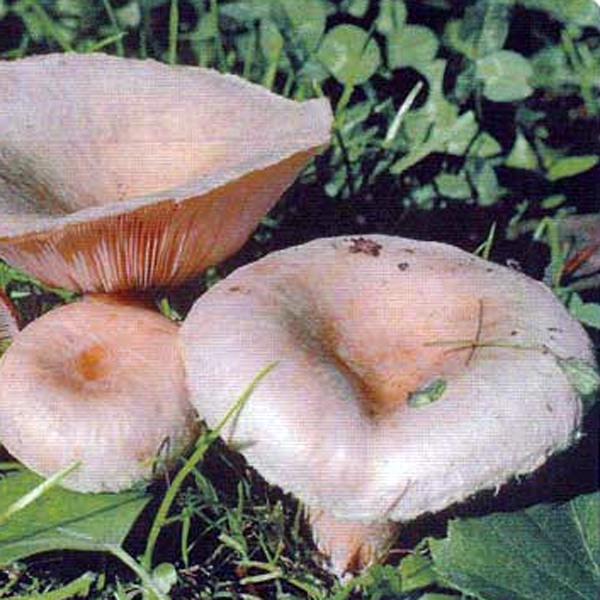 Slika Lactarius cilicioides