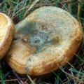 Slika Lactarius deliciosus