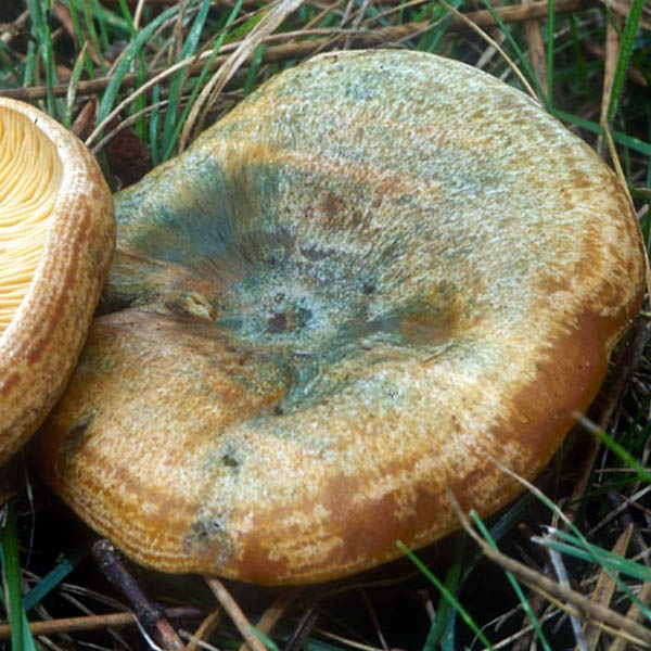 Slika Lactarius deliciosus
