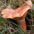 Slika Lactarius deliciosus