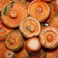 Slika Lactarius deliciosus