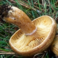 Slika Lactarius deliciosus