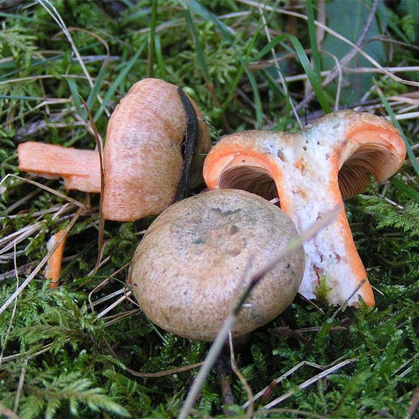 Slika Lactarius deterrimus