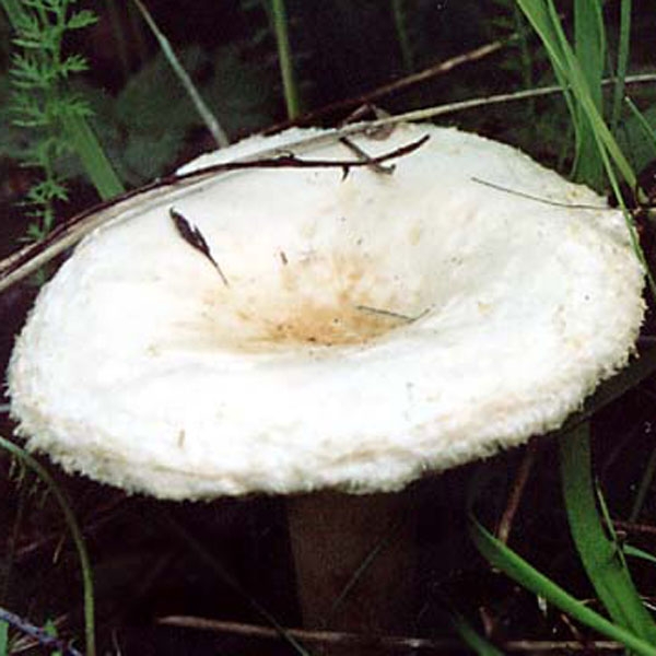 Slika Lactarius pubescens