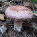 Slika Lactarius torminosus