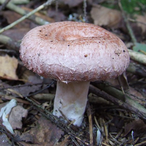 Slika Lactarius torminosus