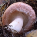 Slika Lactarius torminosus
