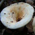 Slika Lactarius vellereus