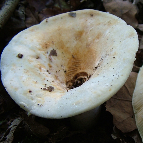 Slika Lactarius vellereus