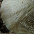 Slika Lactarius vellereus