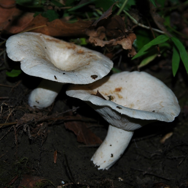 Slika Lactarius  piperatus