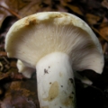 Slika Lactarius  piperatus