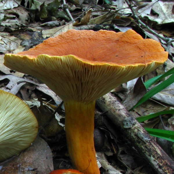 Slika Lactarius volemus