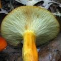 Slika Lactarius volemus