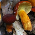 Slika Lactarius volemus