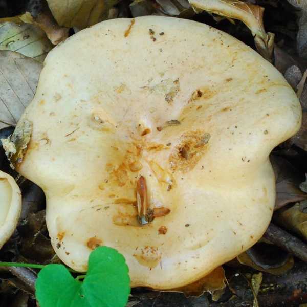 Slika Lactarius pallidus
