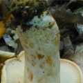 Slika Lactarius pallidus