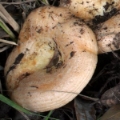 Slika Lactarius zonarius